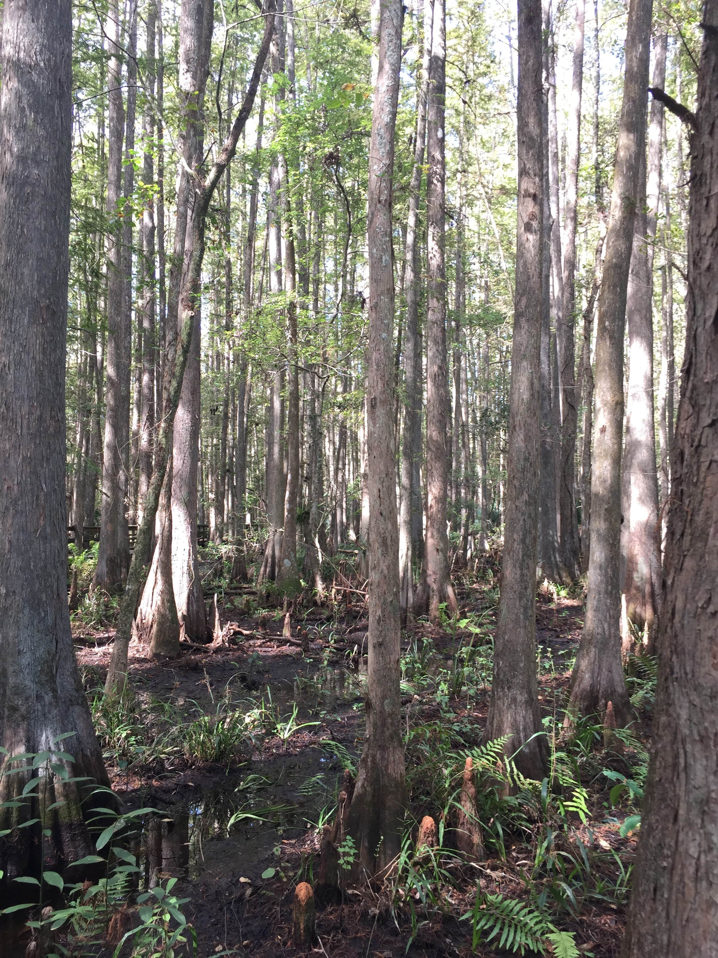 Camper submitted image from Highlands Hammock State Park - 5