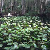 Review photo of Highlands Hammock State Park Campground by Jessica S., July 29, 2018