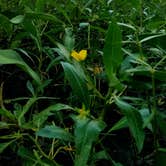 Review photo of Hamburg State Park Campground by Swain K., July 29, 2018