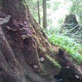 Review photo of Rogue River National Forest North Fork Campground by Deacon J., July 29, 2018