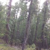 Review photo of Rogue River National Forest North Fork Campground by Deacon J., July 29, 2018