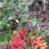 Review photo of Rogue River National Forest North Fork Campground by Deacon J., July 29, 2018