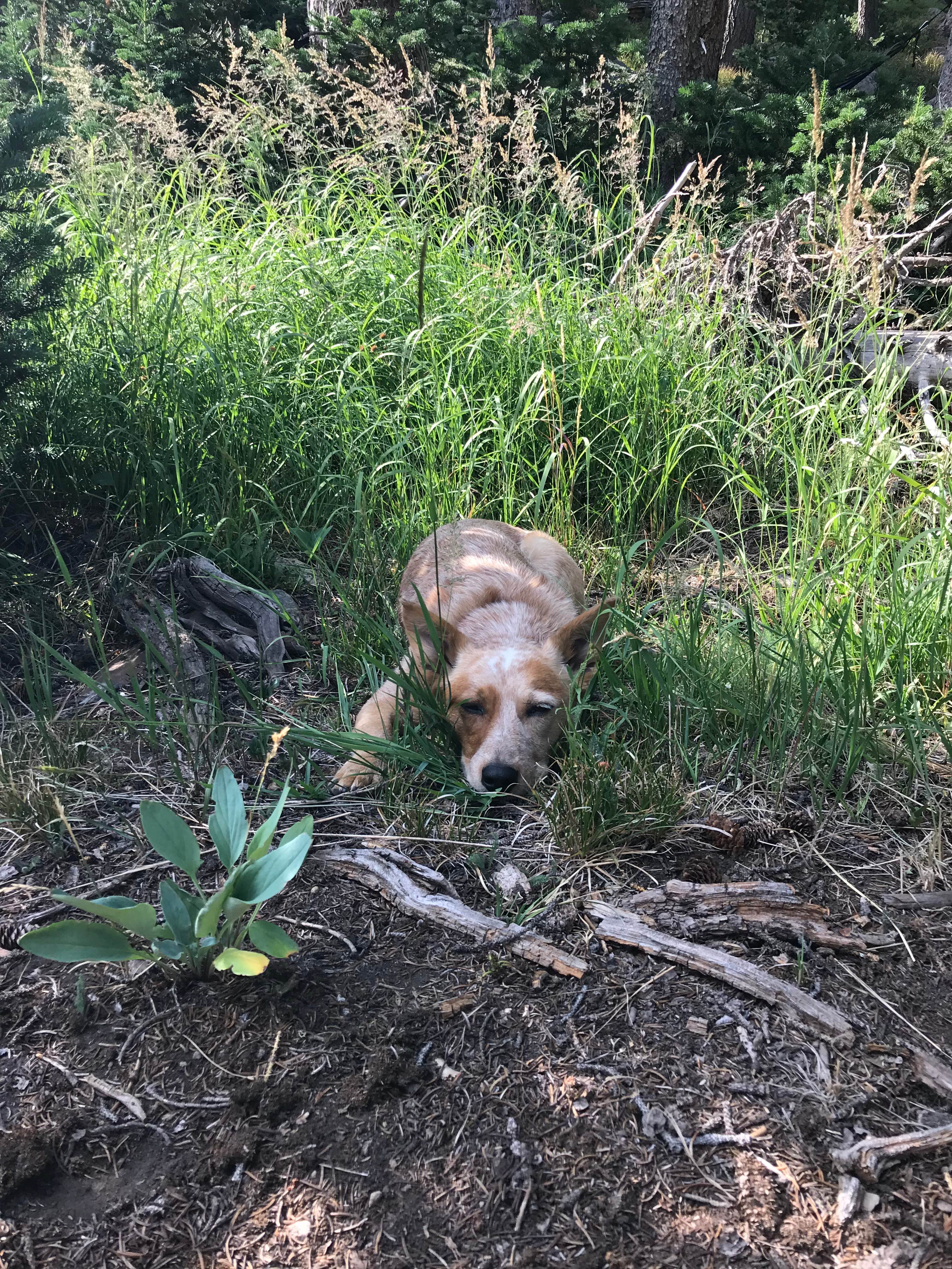 Jenny R.'s photo of camping with pets at Pyramid Lake Dispersed Camping in Utah