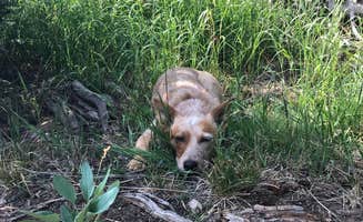 Jenny R.'s photo of camping with pets at Pyramid Lake Dispersed Camping in Utah