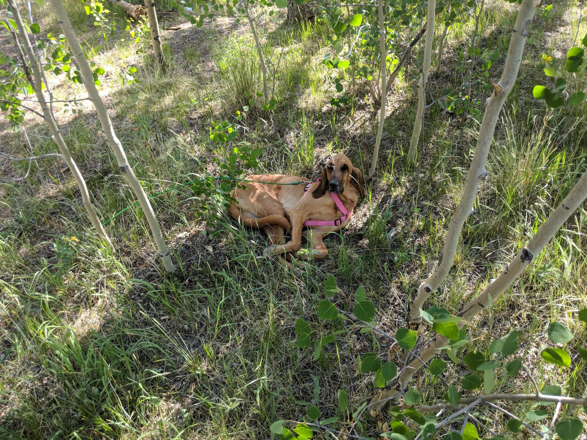 Camper-submitted photo at Kenosha East Campground near Como, CO