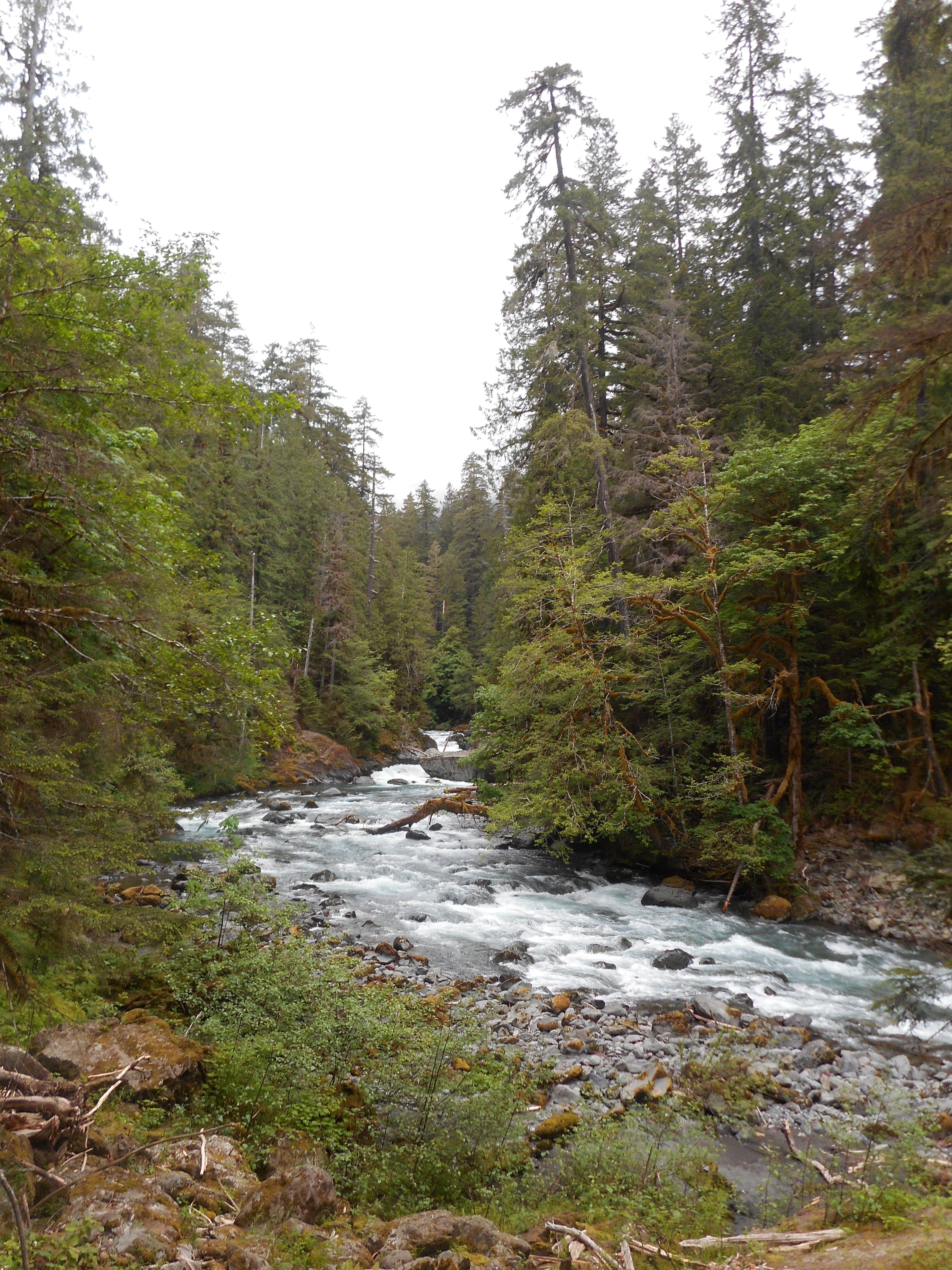 Camper submitted image from Big Log — Olympic National Park - 3