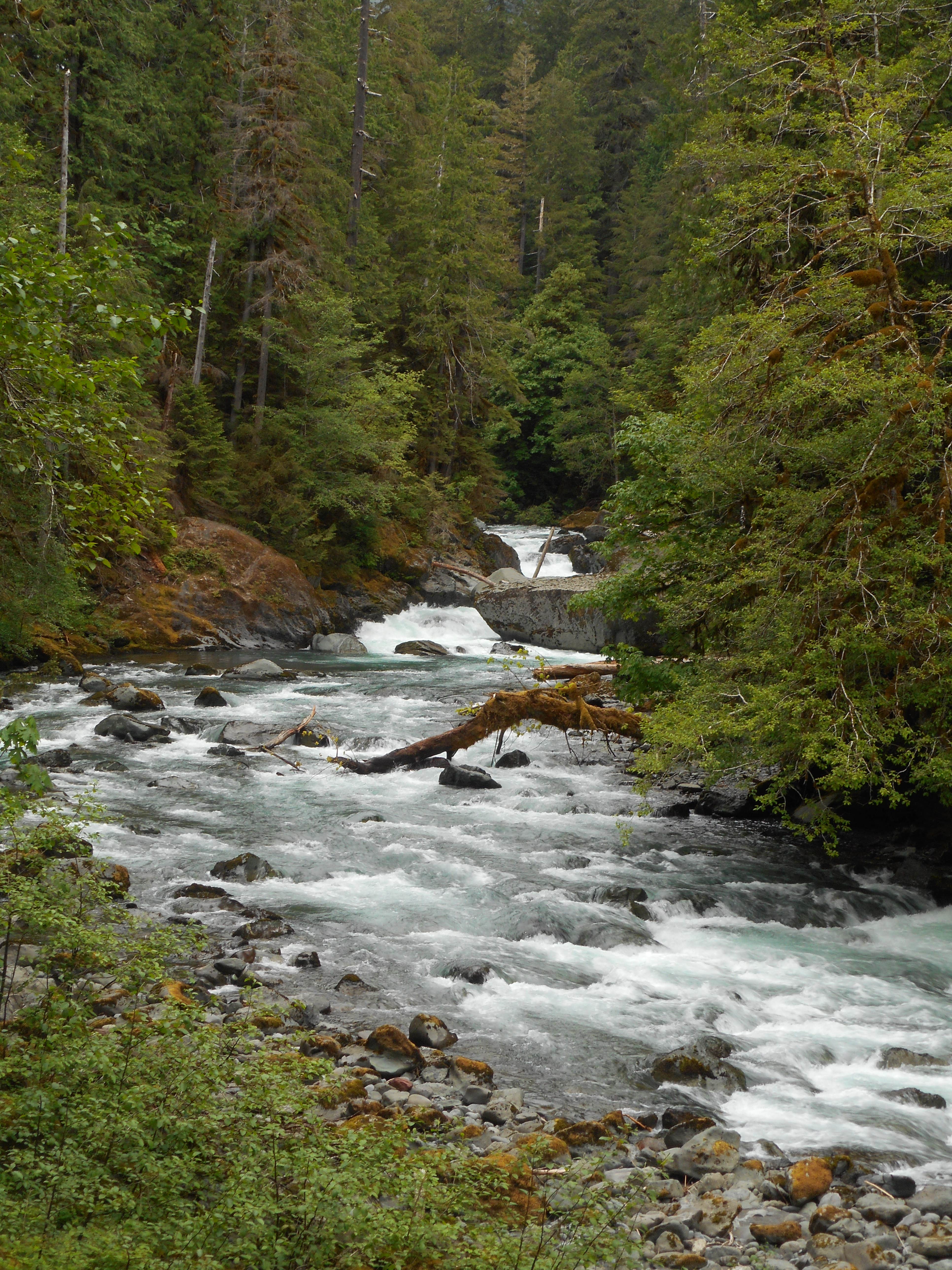 Camper submitted image from Big Log — Olympic National Park - 2