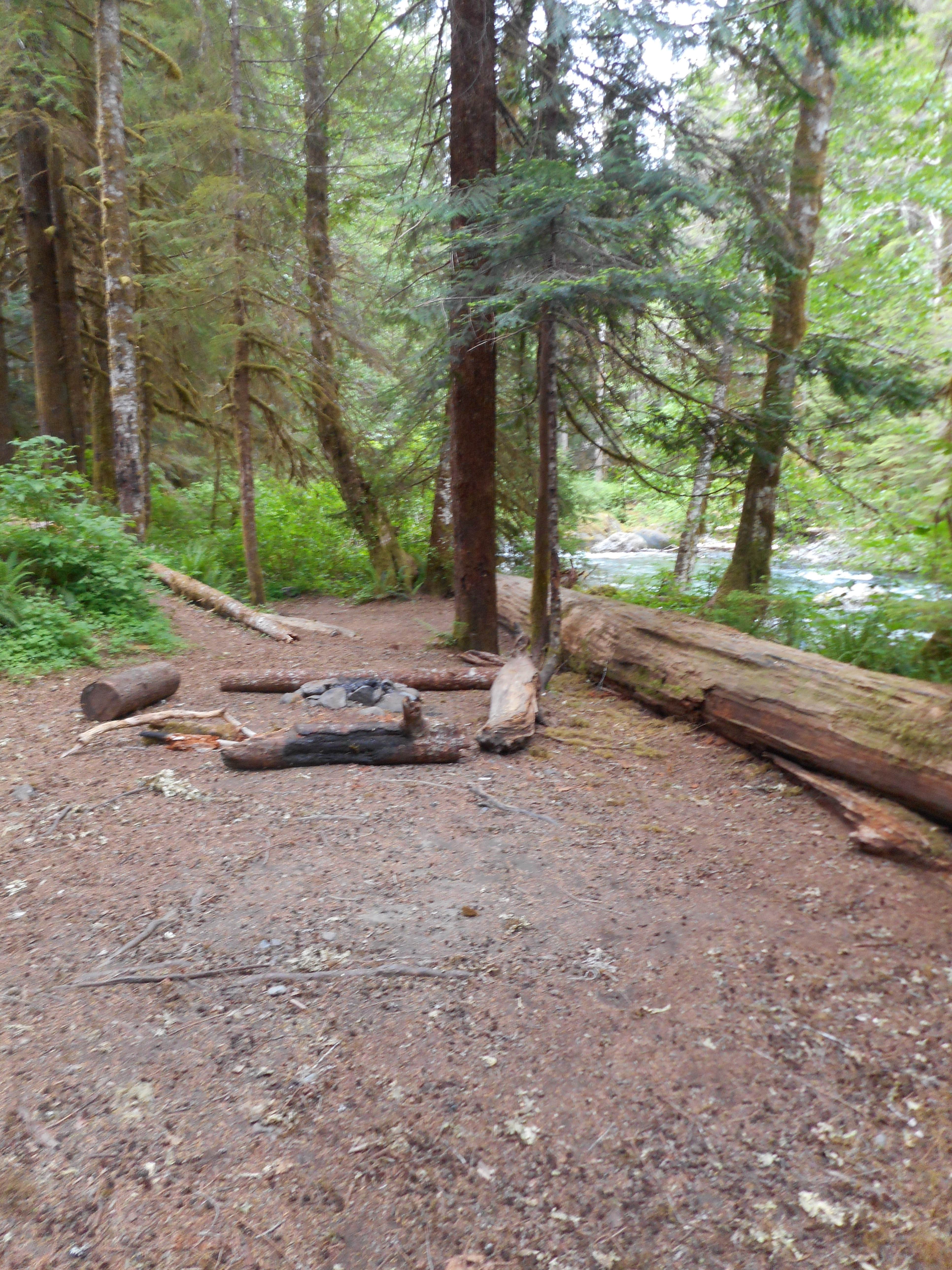 Camper submitted image from Big Log — Olympic National Park - 4