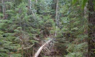 Camping near Pyrites Creek — Olympic National Park: Big Log — Olympic National Park, Olympic National Forest, Washington