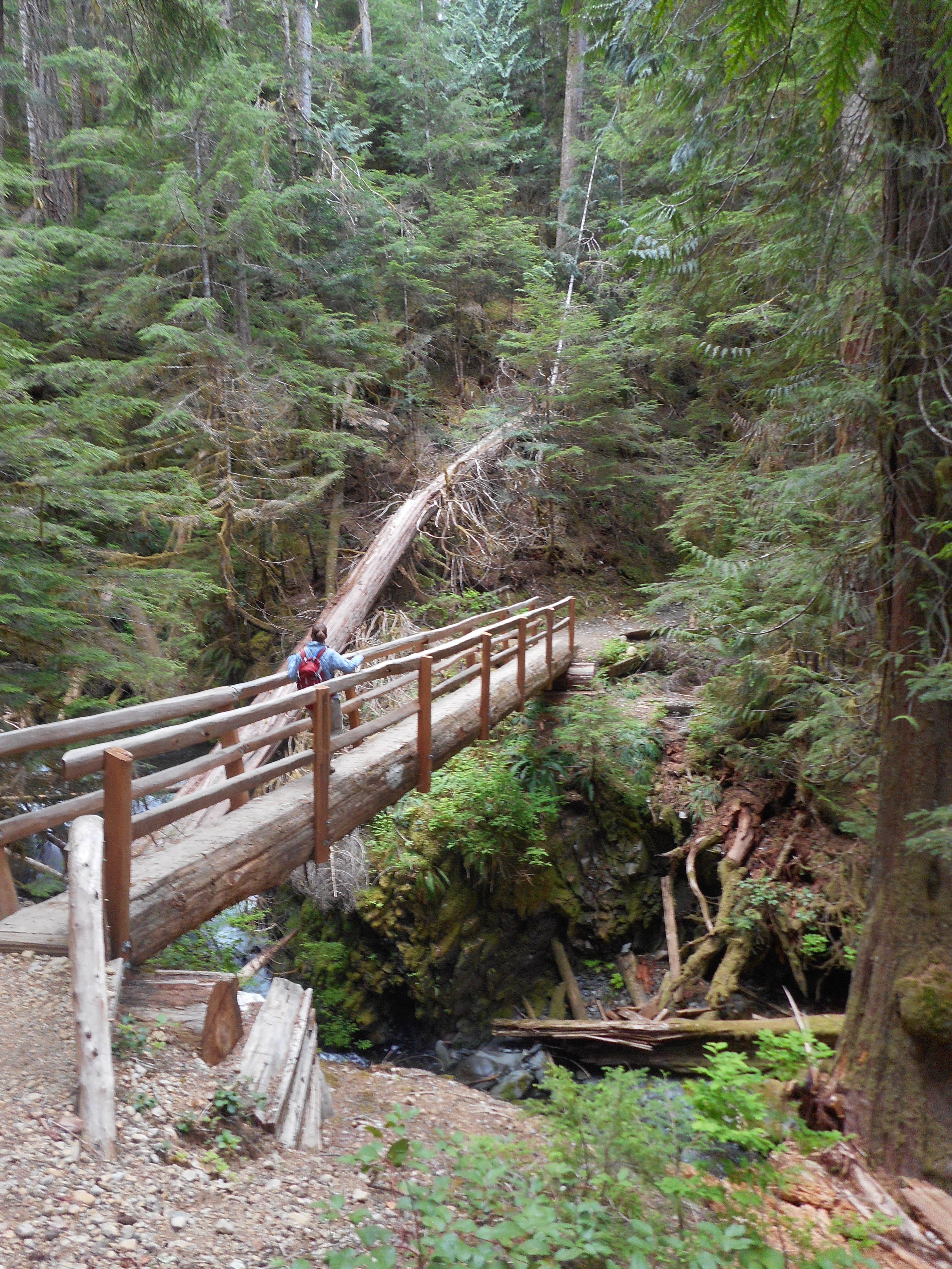 Camper submitted image from Big Log — Olympic National Park - 1