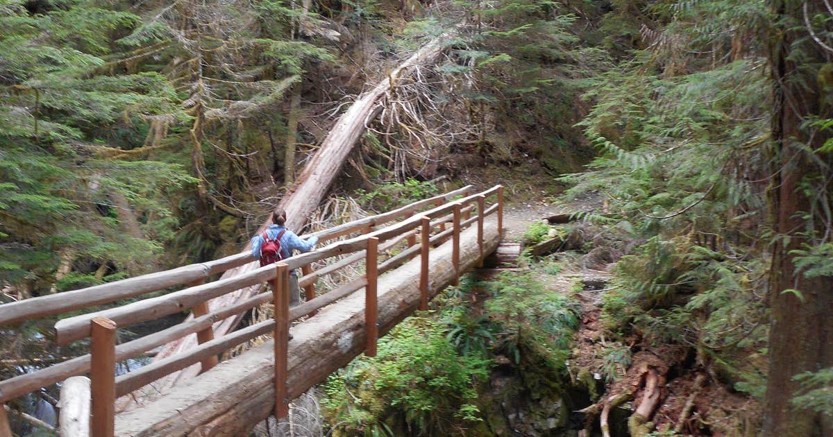 Big Log — Olympic National Park