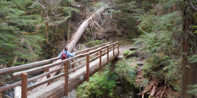 Camper submitted image from Big Log — Olympic National Park