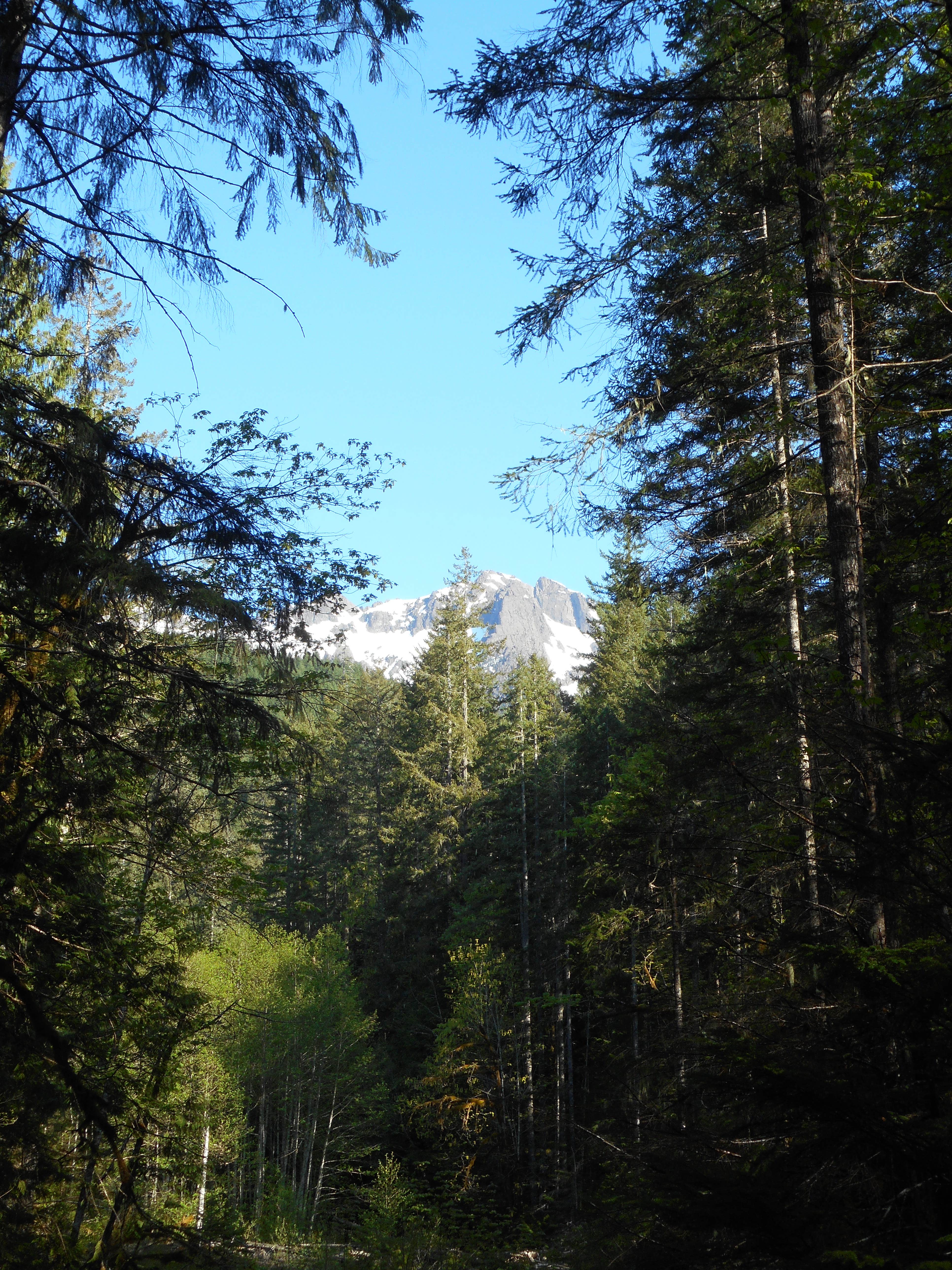 Camper-submitted photo at Big Creek Campground near Lilliwaup, WA