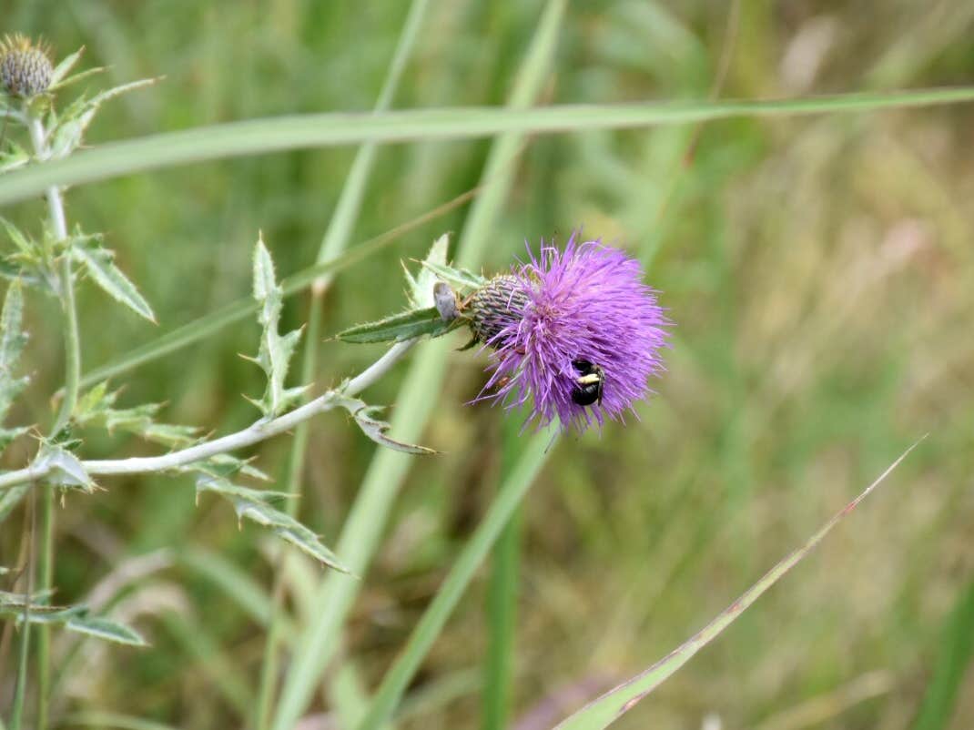 Camper-submitted photo at Fort Ridgely State Park Campground near Redwood Falls, MN