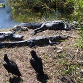 Review photo of Flamingo Campground — Everglades National Park by Bran P., July 21, 2016
