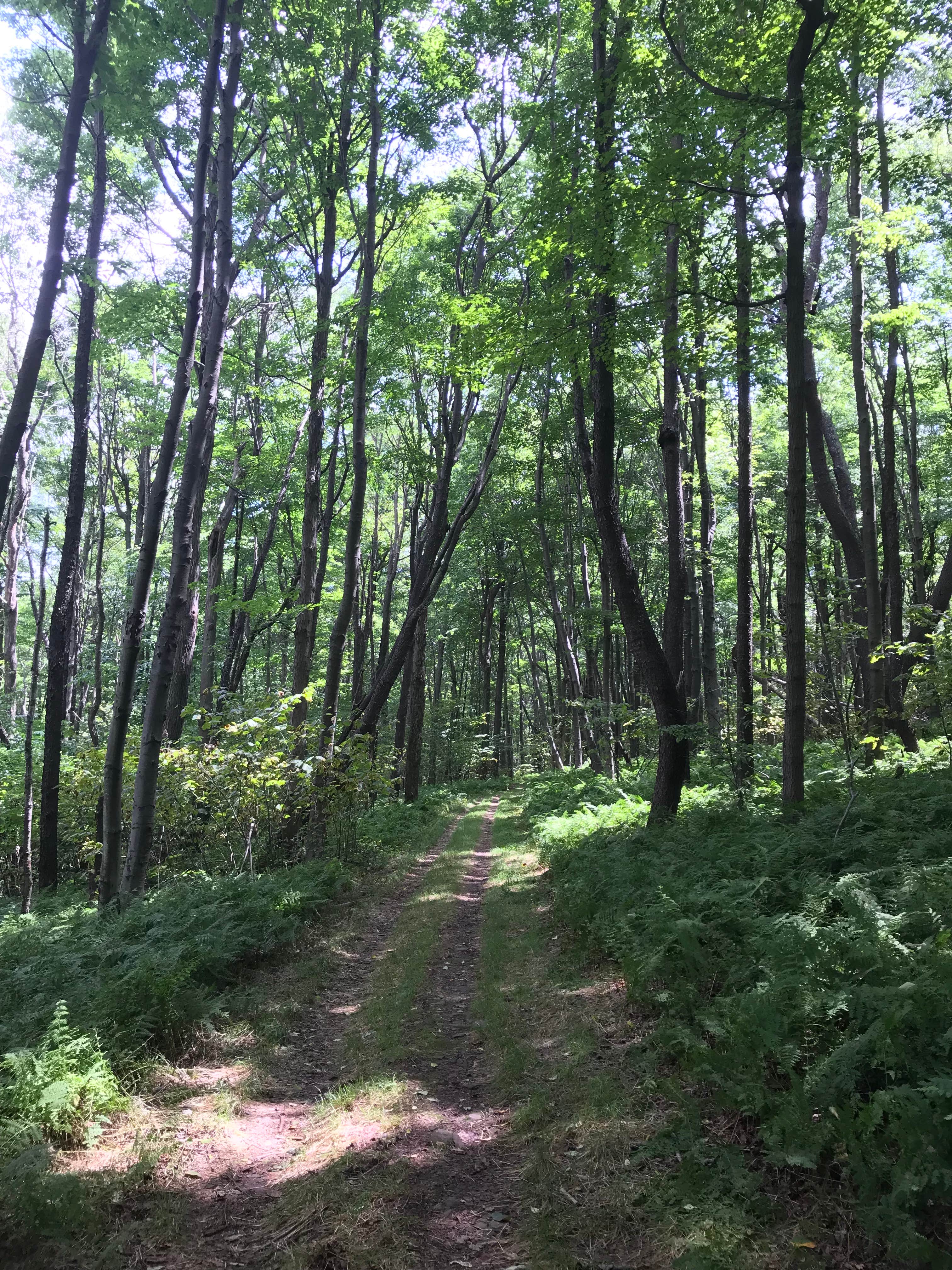 Camper-submitted photo at Blue Knob State Park Campground near South Fork, PA