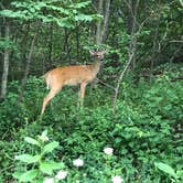 Review photo of Blue Knob State Park Campground by Jenna G., July 30, 2018