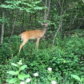 Review photo of Blue Knob State Park Campground by Jenna G., July 30, 2018