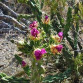 Review photo of Rio Grande Village RV Campground — Big Bend National Park by Chelsea O., July 30, 2018