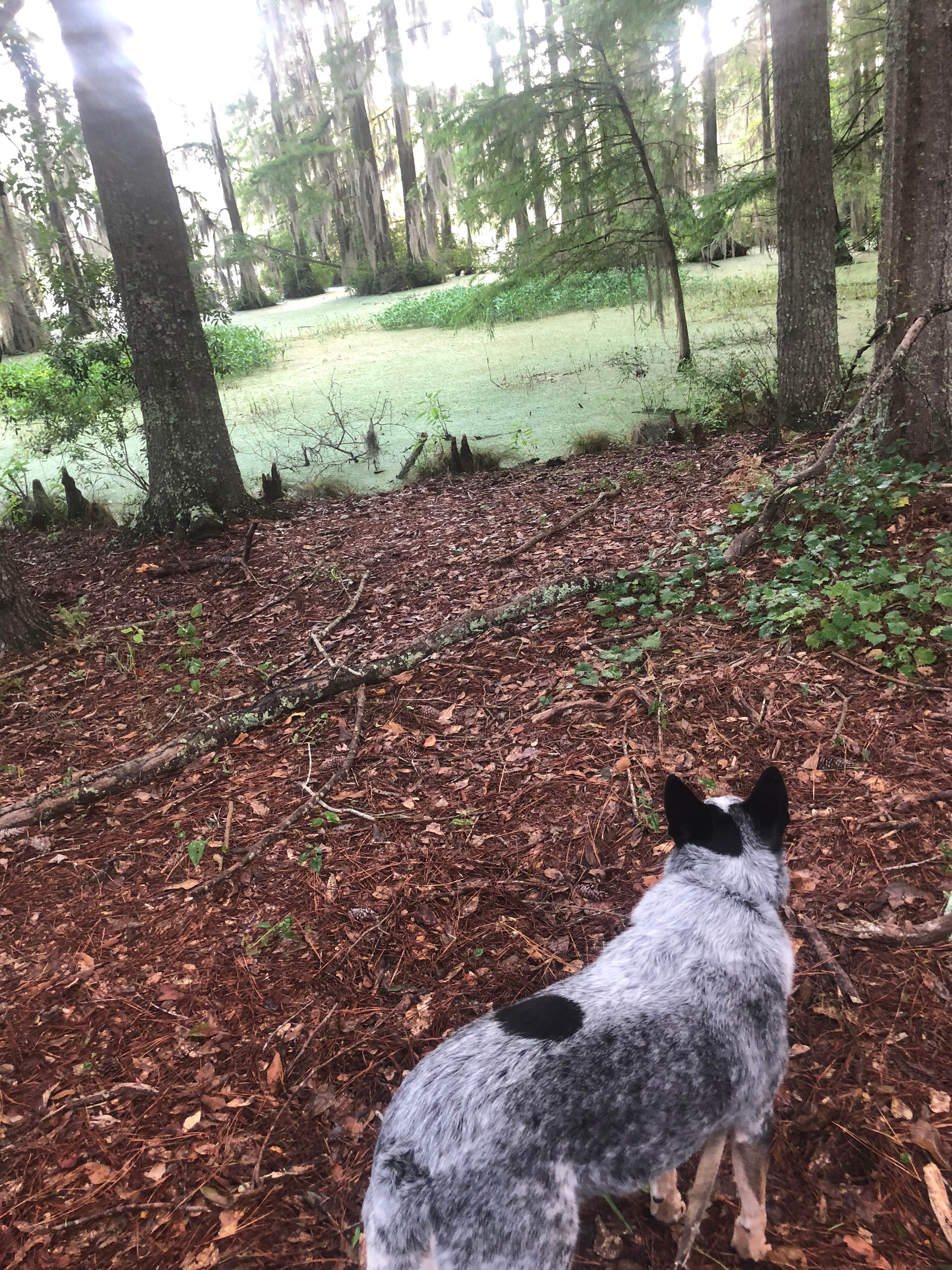 Shelly S.'s photo of camping with pets at Georgia Veterans State Park Campground near Fitzgerald, GA