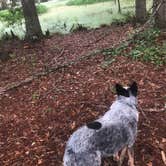 Review photo of Georgia Veterans State Park Campground by Shelly S., July 30, 2018