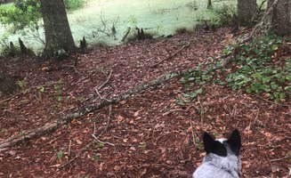Shelly S.'s photo of camping with pets at Georgia Veterans State Park Campground near Albany, GA