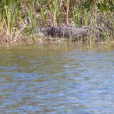 Review photo of Flamingo Campground — Everglades National Park by Bran P., July 21, 2016