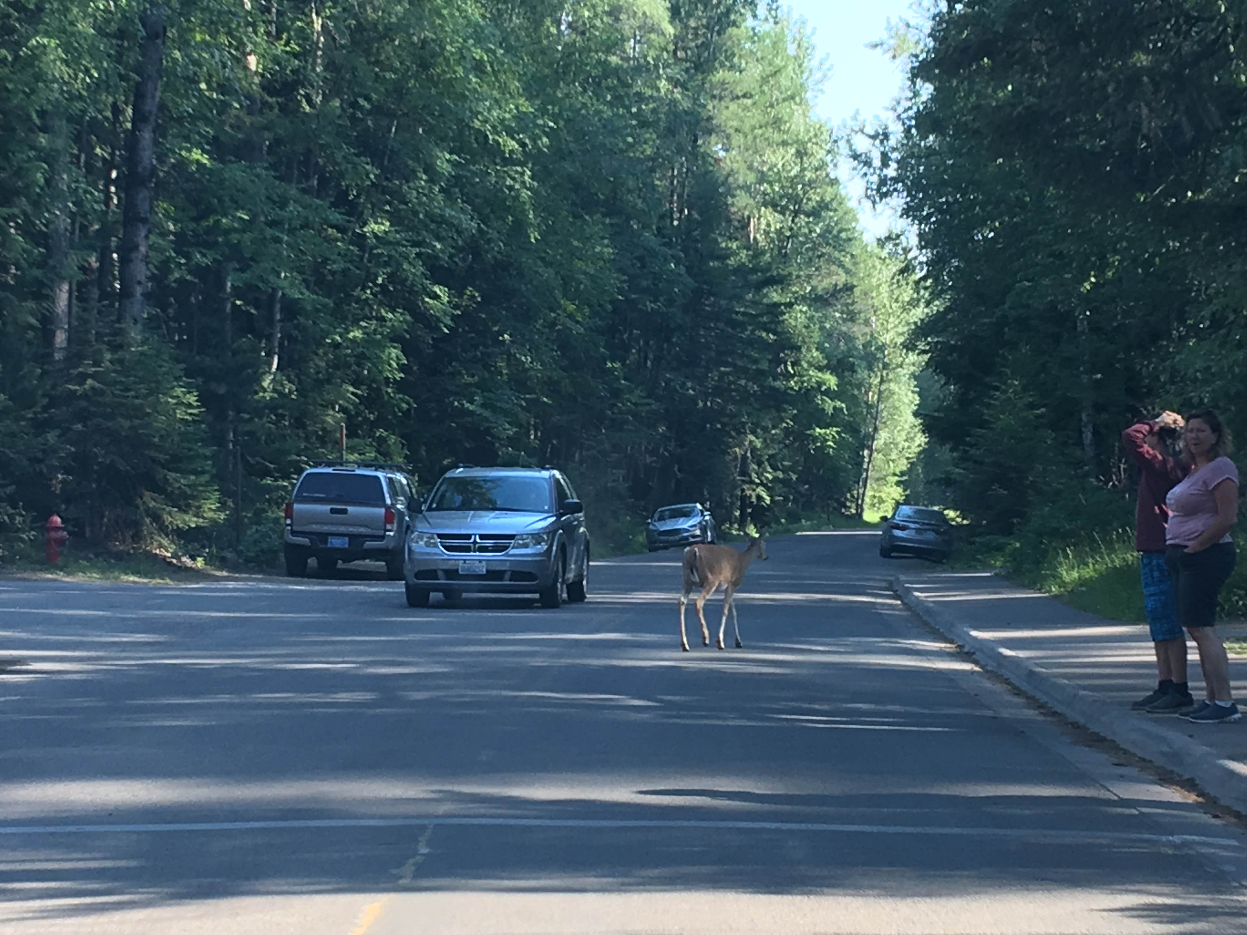 Camper submitted image from Fish Creek Campground — Glacier National Park - 4