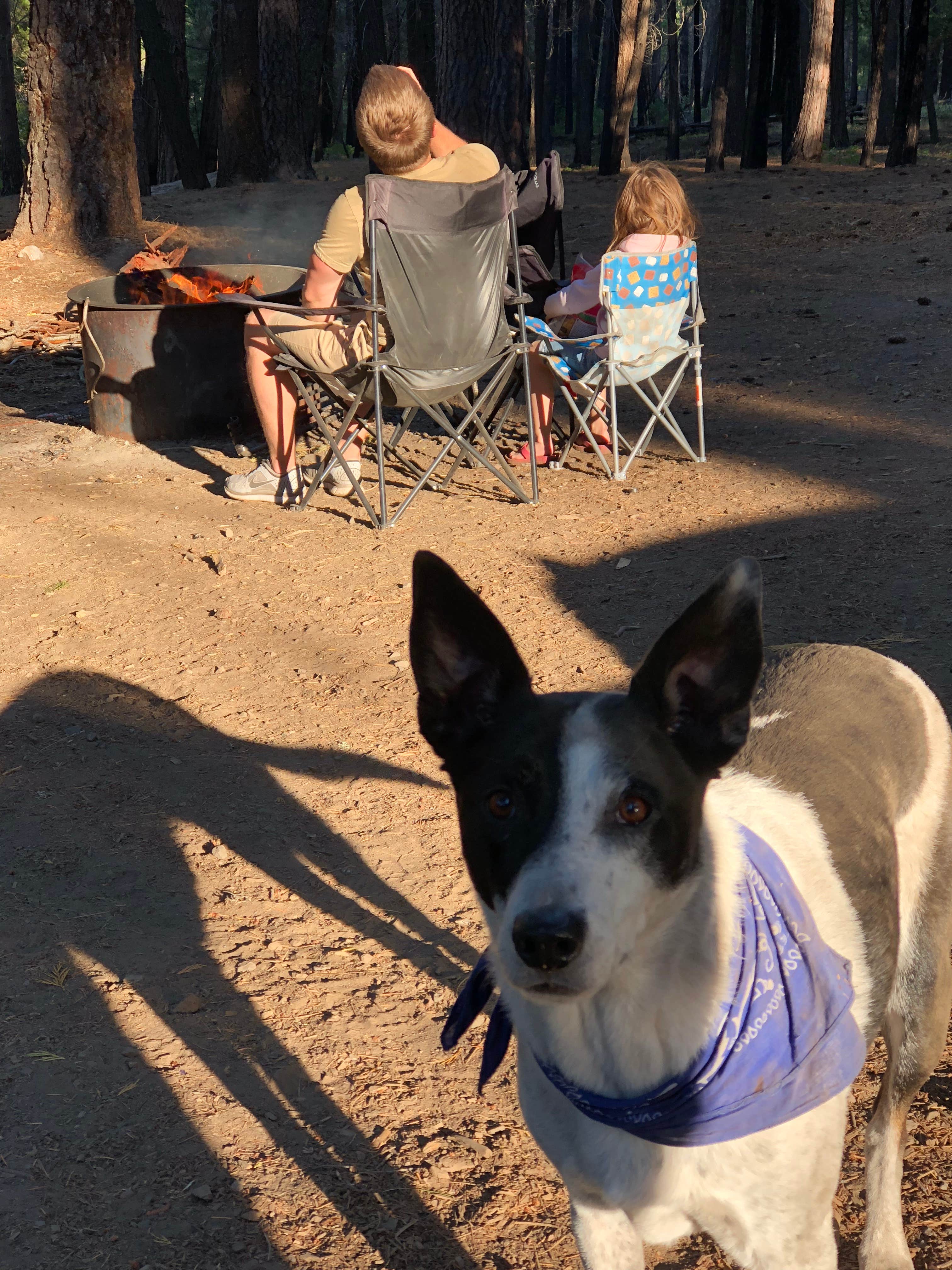 Miah N.'s photo of camping with pets at Monty Campground near Madras, OR