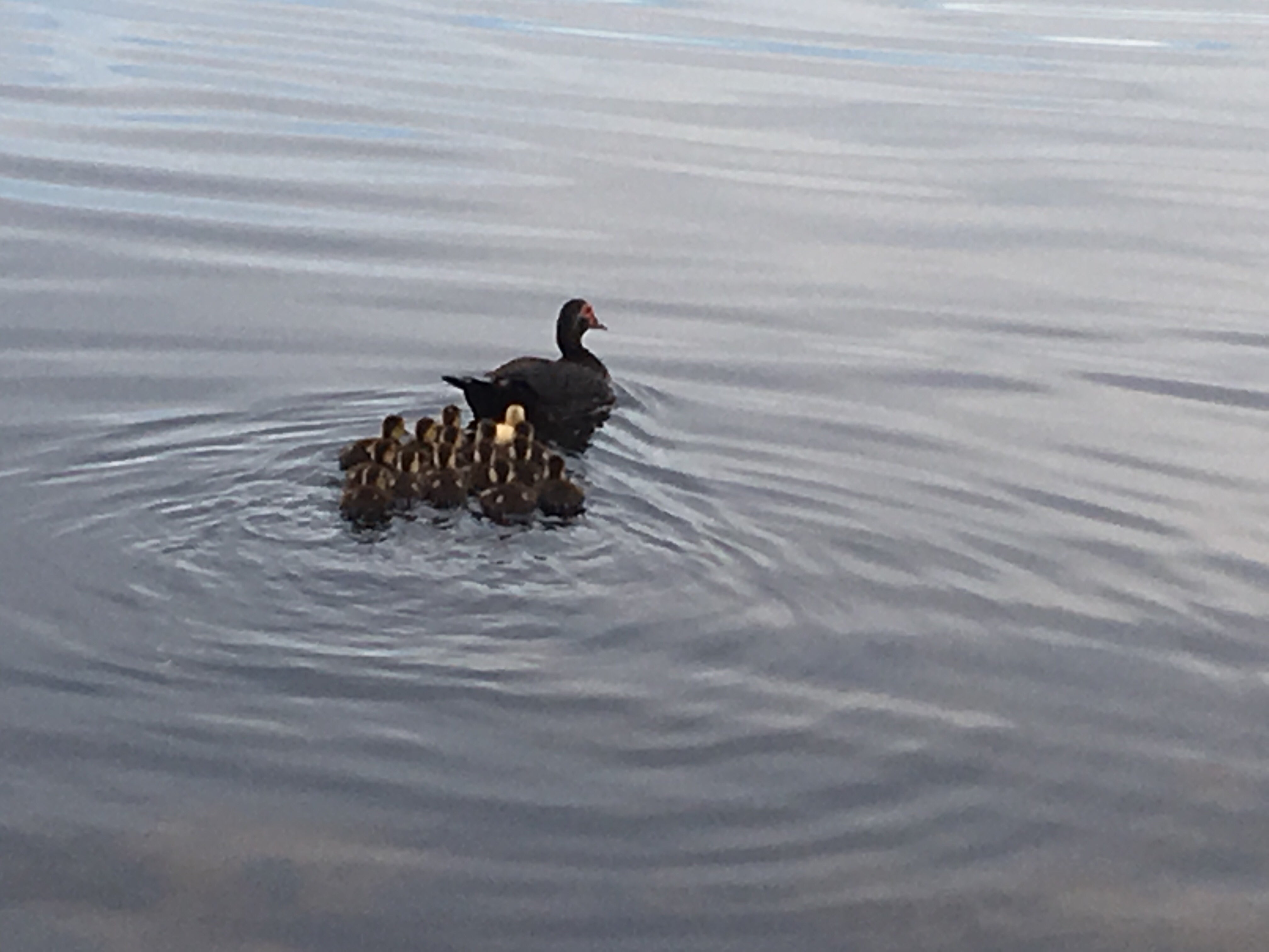 Duck with 14 or 15 baby ducks on the lake