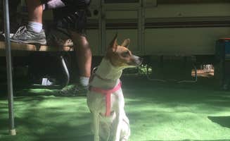 Sarah K.'s photo of camping with pets at Newaygo State Park Campground near Greenville, MI