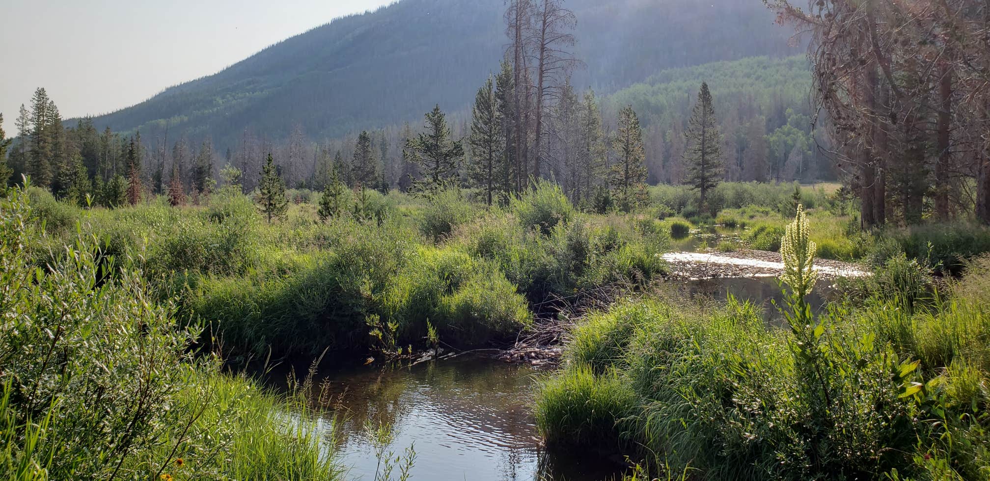 Camper submitted image from Wasatch National Forest Sulphur Campground - 2