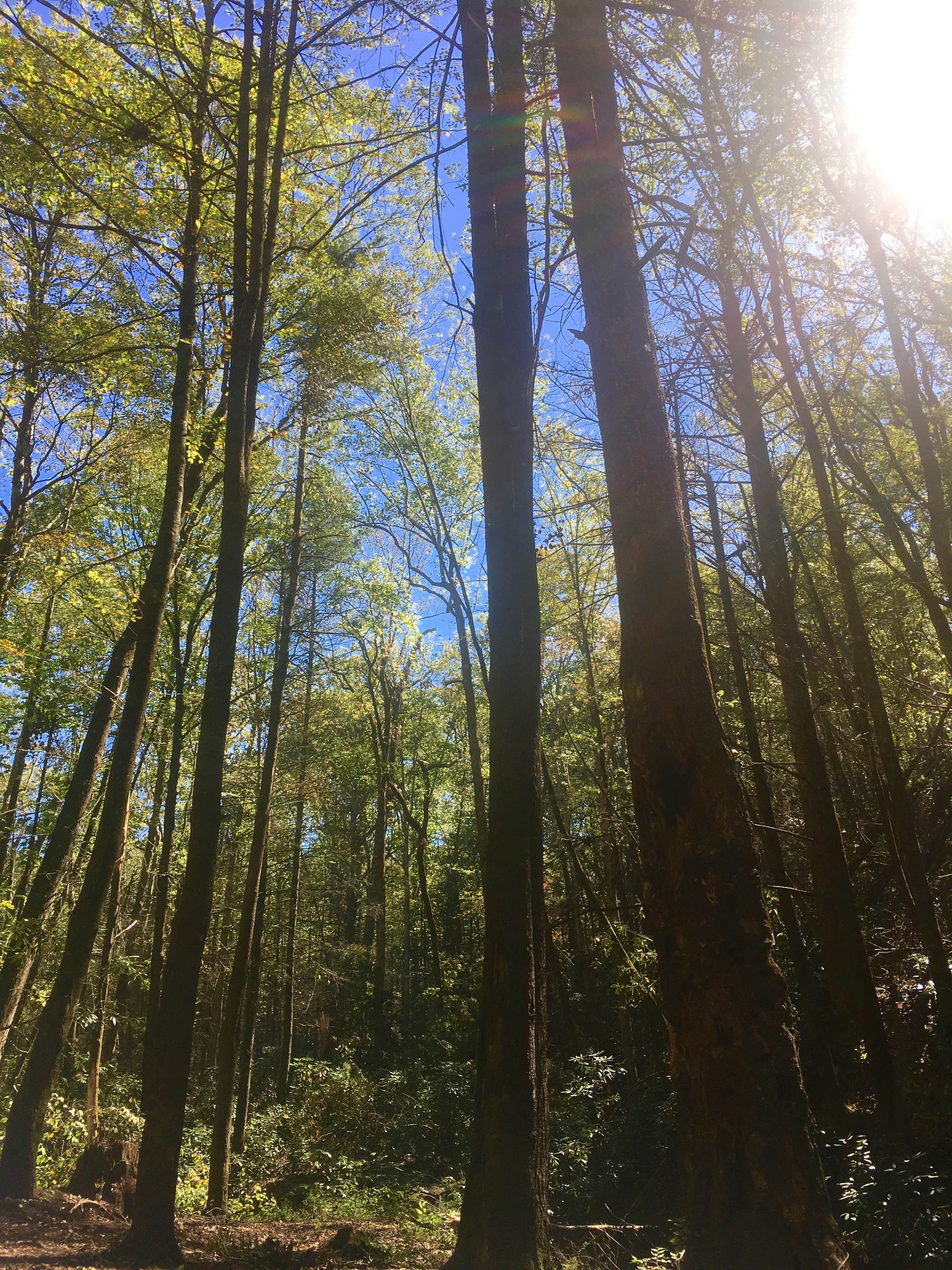 Camper-submitted photo at Unicoi Gap Dispersed near Otto, NC