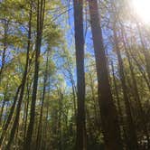 Review photo of Unicoi Gap Dispersed by Carrie A., July 30, 2018