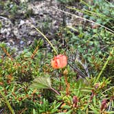 Review photo of Brushkana Creek Campground by Samantha M., July 30, 2018