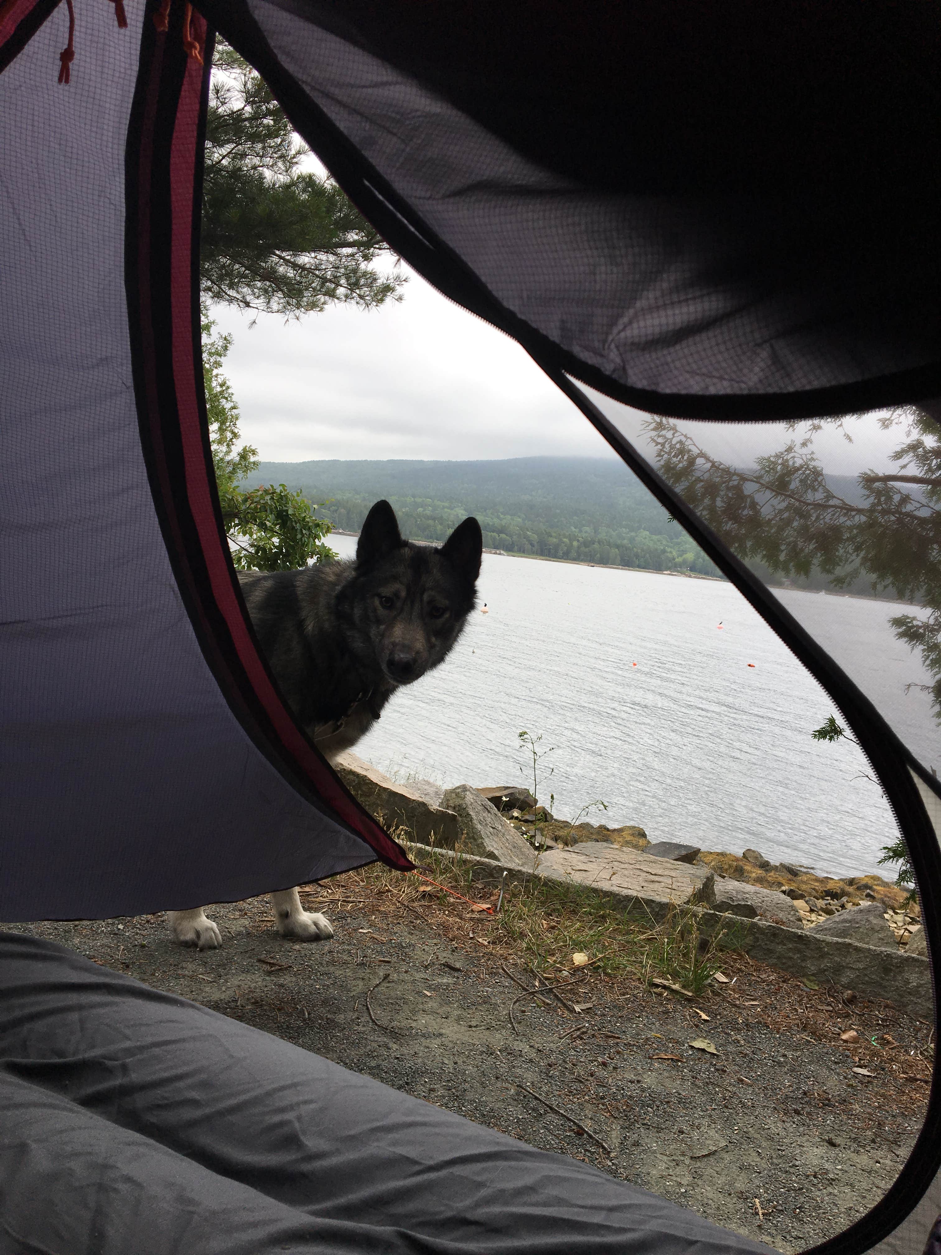 Camper submitted image from HTR Acadia - 3