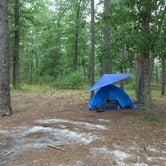 Review photo of Wharton State Forest by Hallie M., July 30, 2018