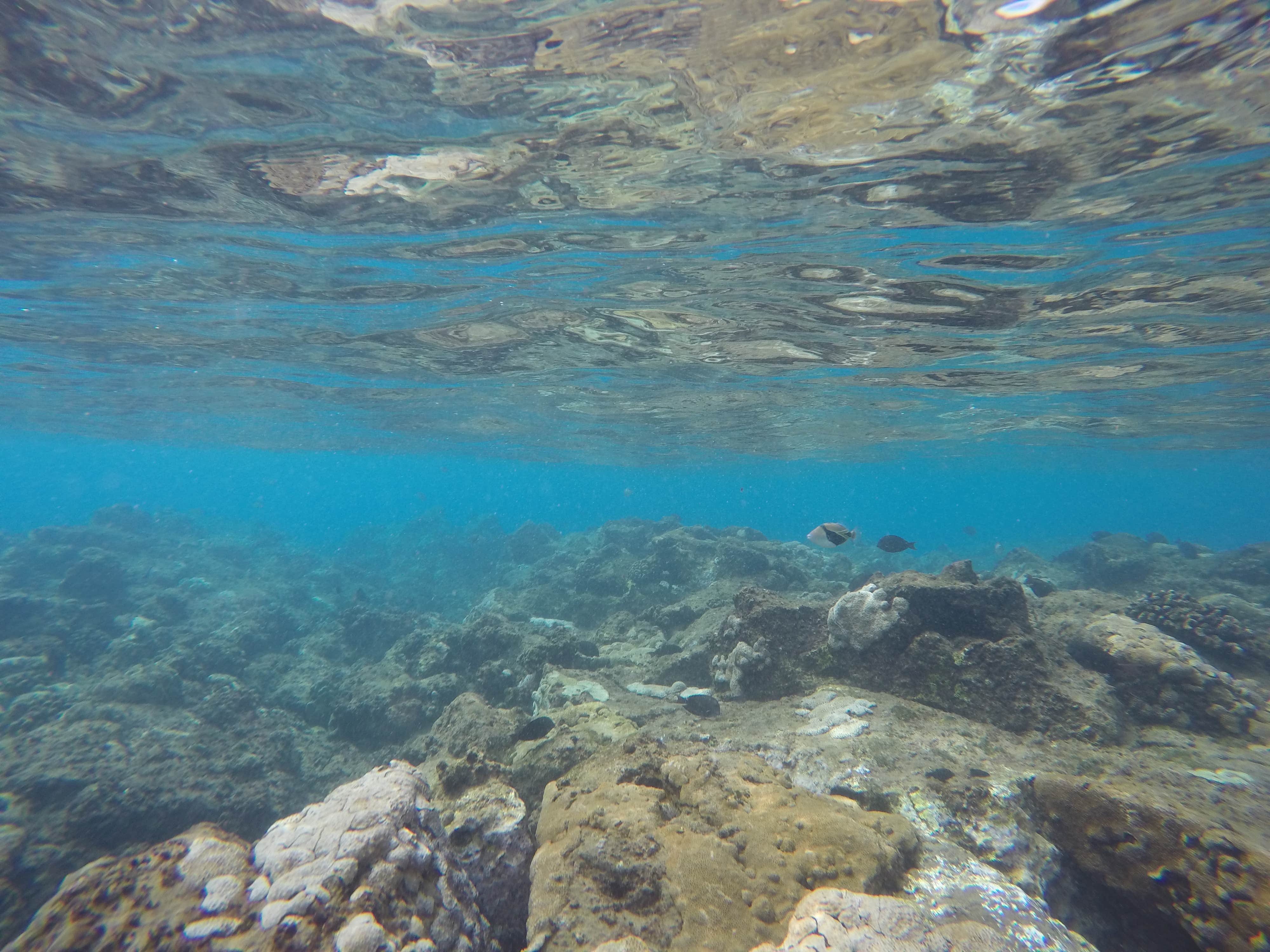 Camper-submitted photo at Mahukona Beach Park near Pu'u O Umi Natural Area Reserve