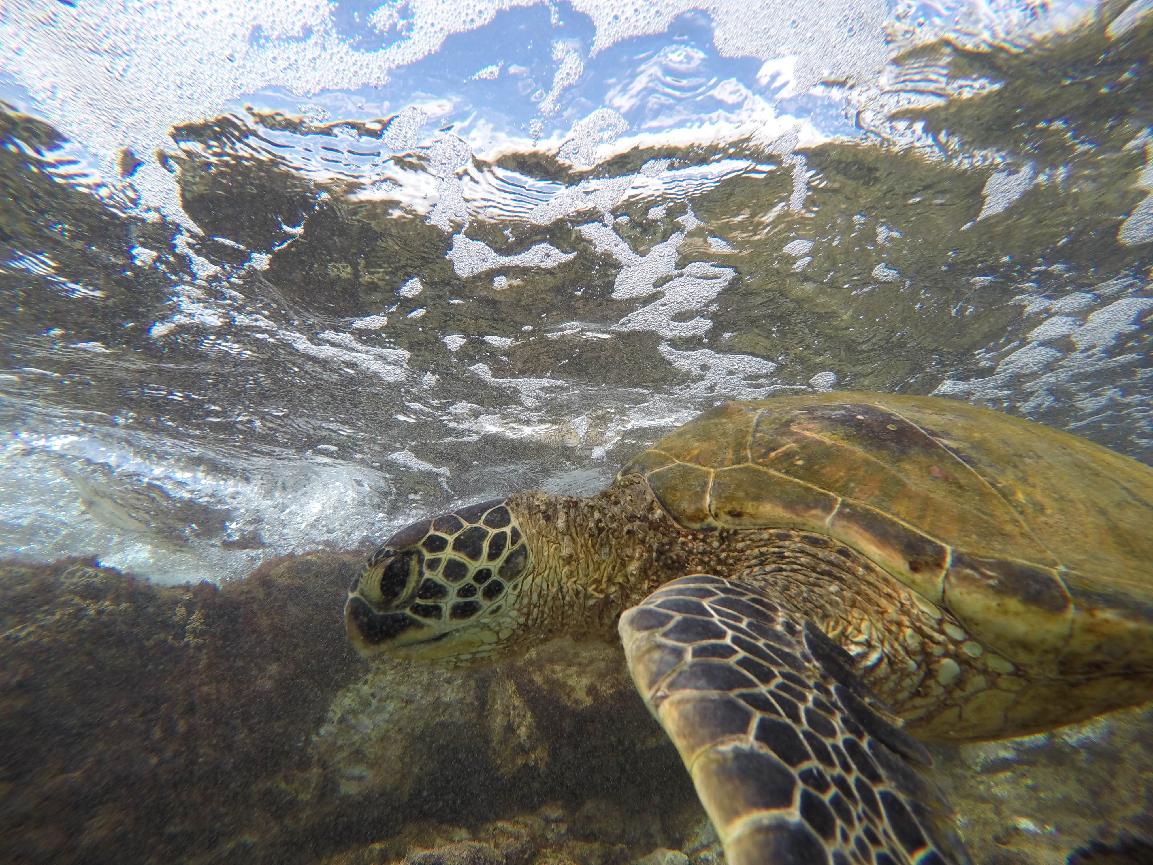 Camper submitted image from Mahukona Beach Park - 2