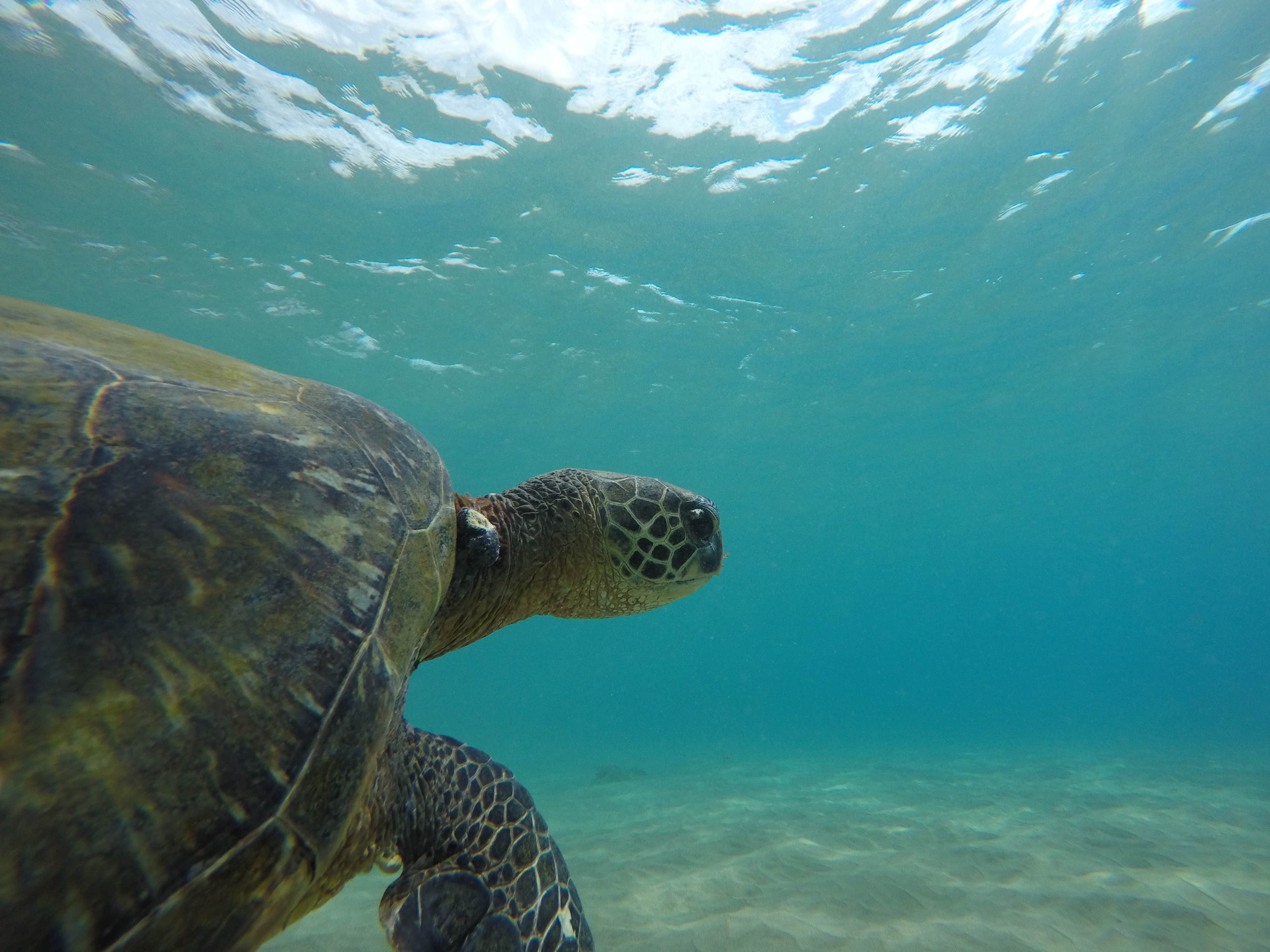 Camper-submitted photo at Mahukona Beach Park near Pu'u O Umi Natural Area Reserve