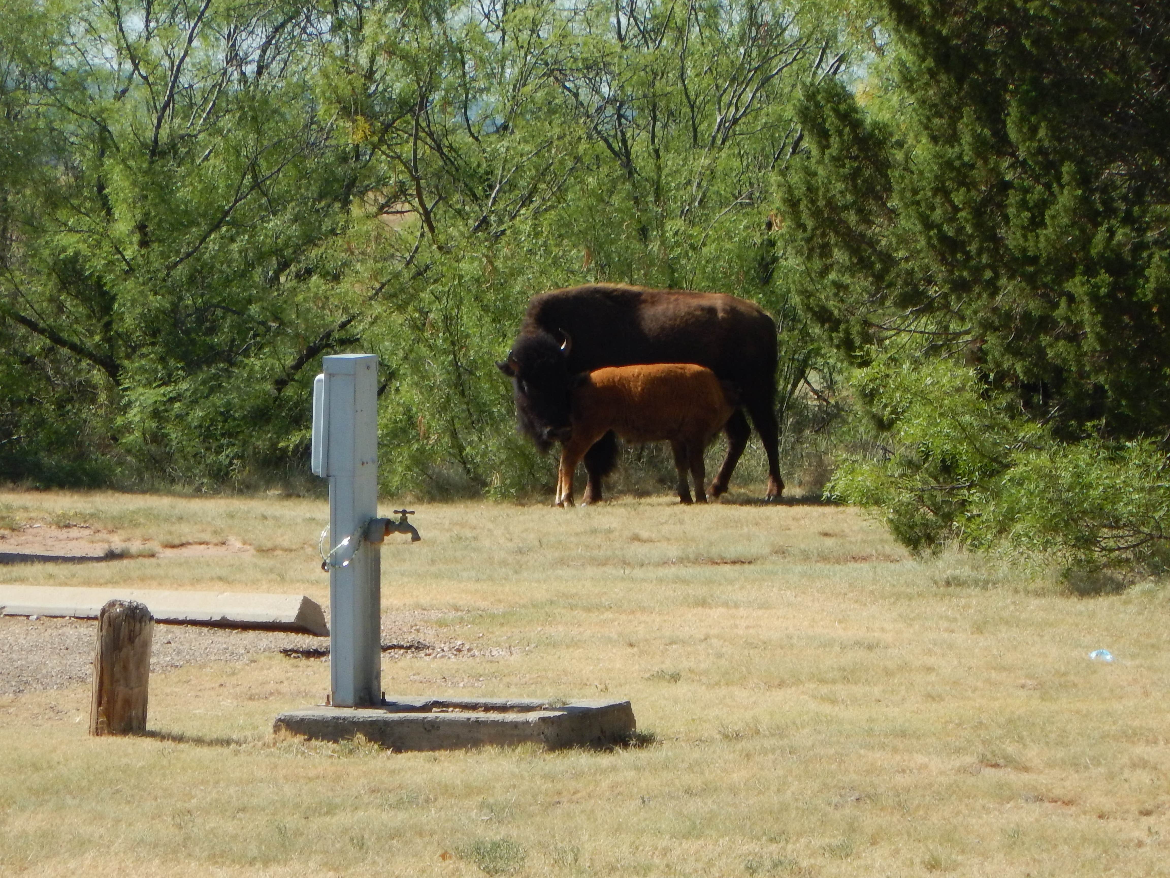 Camper-submitted photo at Wild Horse Equestrian Area — Caprock Canyons State Park near Estelline, TX