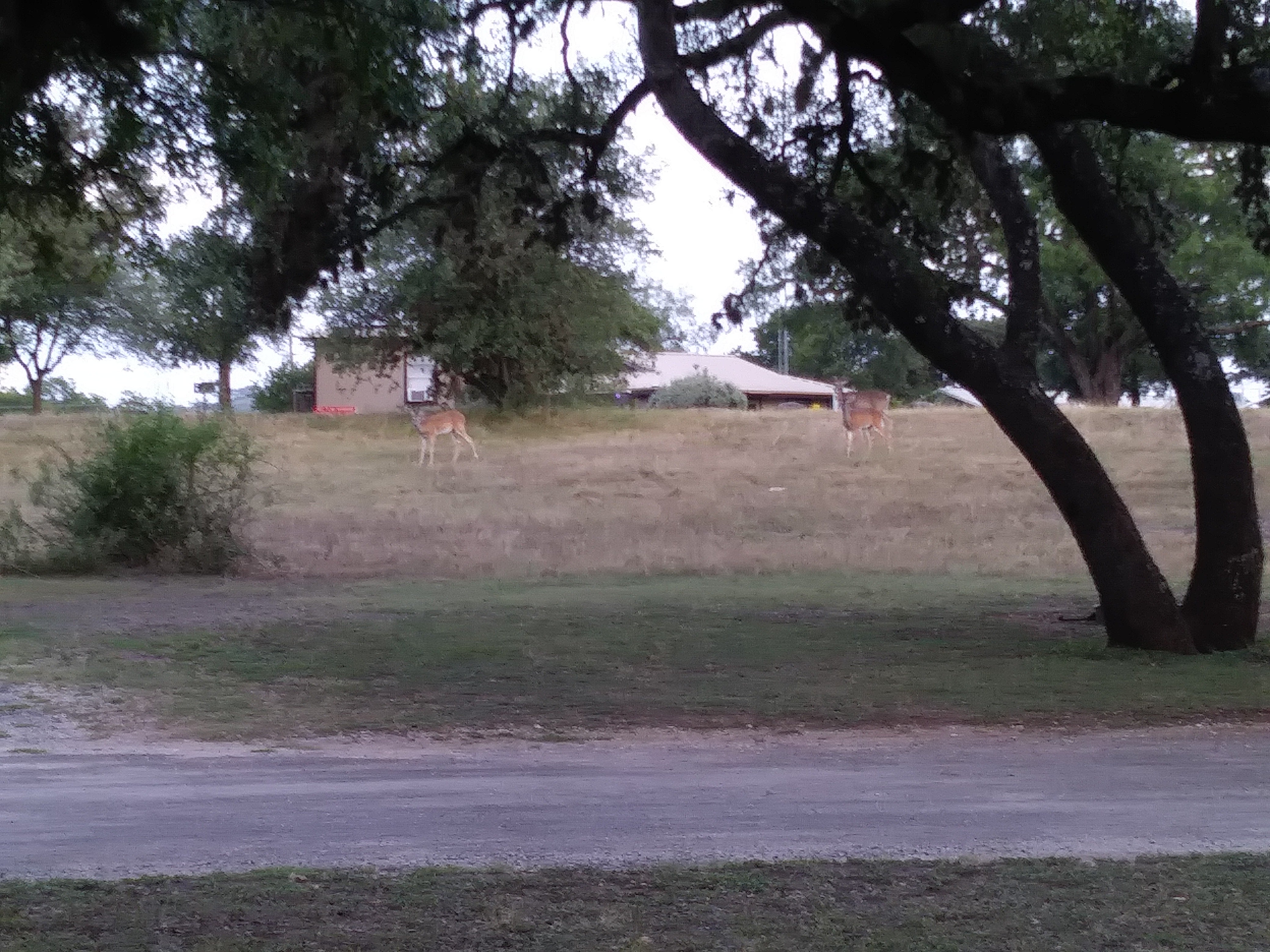 Camper submitted image from Kerrville-Schreiner Park - 2