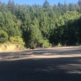 Review photo of Bullfrog Pond Campground - TEMPORARILY CLOSED by Chelsea  N., July 30, 2018