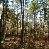Review photo of Tyler State Park Campground by Jenny S., July 30, 2018