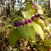 Review photo of Tyler State Park Campground by Jenny S., July 30, 2018