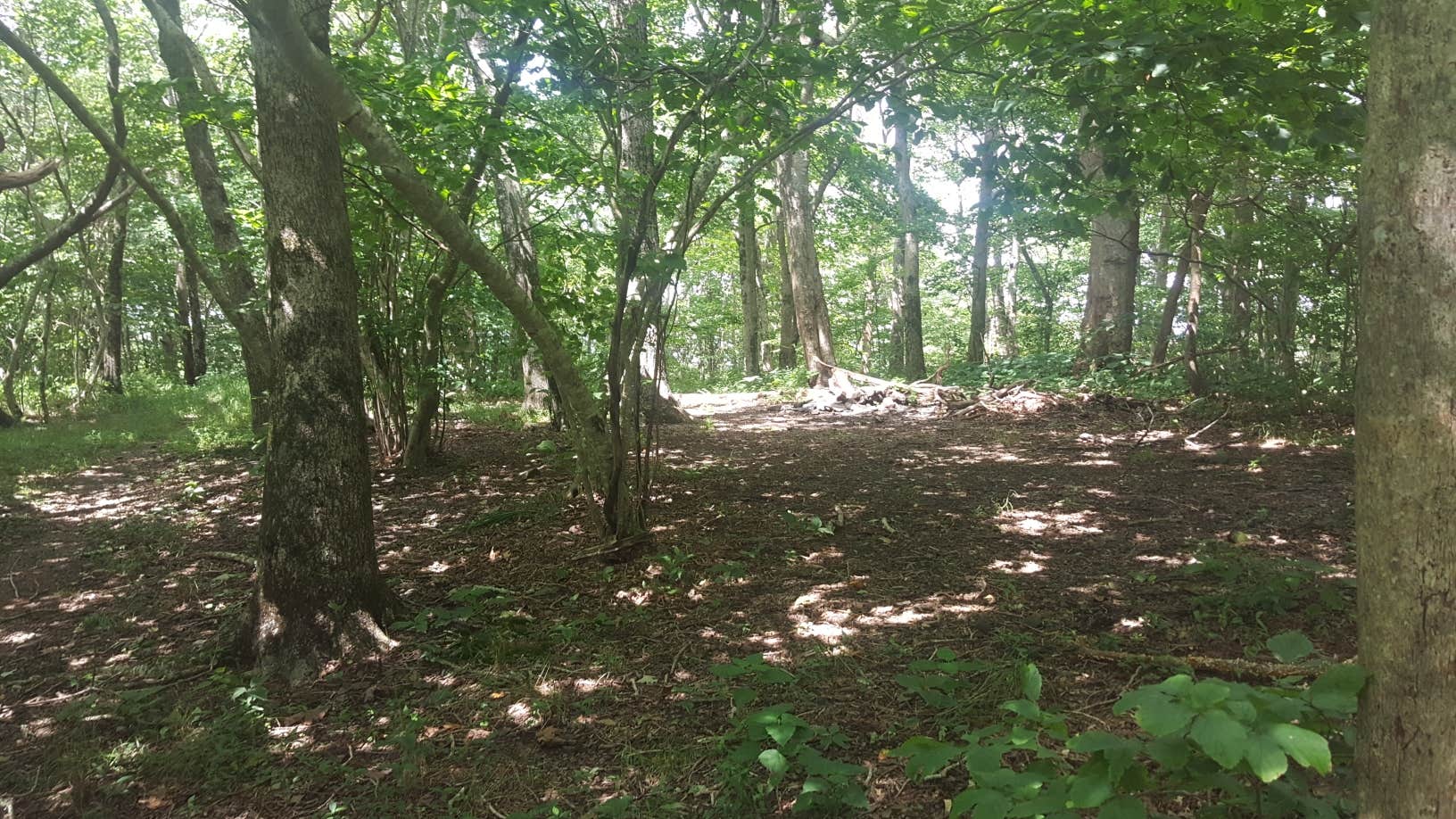 Camping near Black Bear Plantation: Big Frog Area, Ocoee, Tennessee