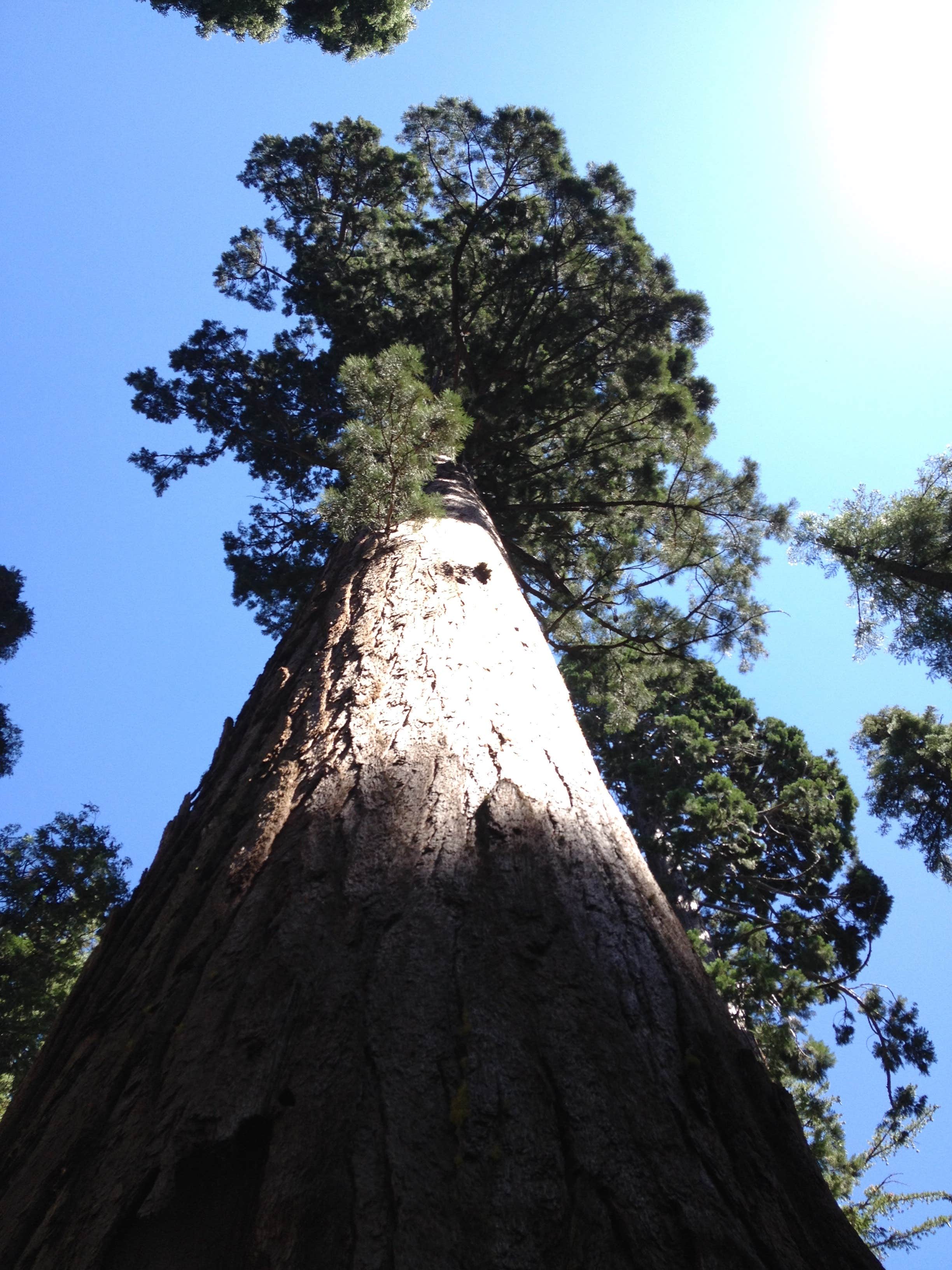 Camper submitted image from Ben Ries Campground — Butano State Park - CLOSED INDEFINITELY - 2