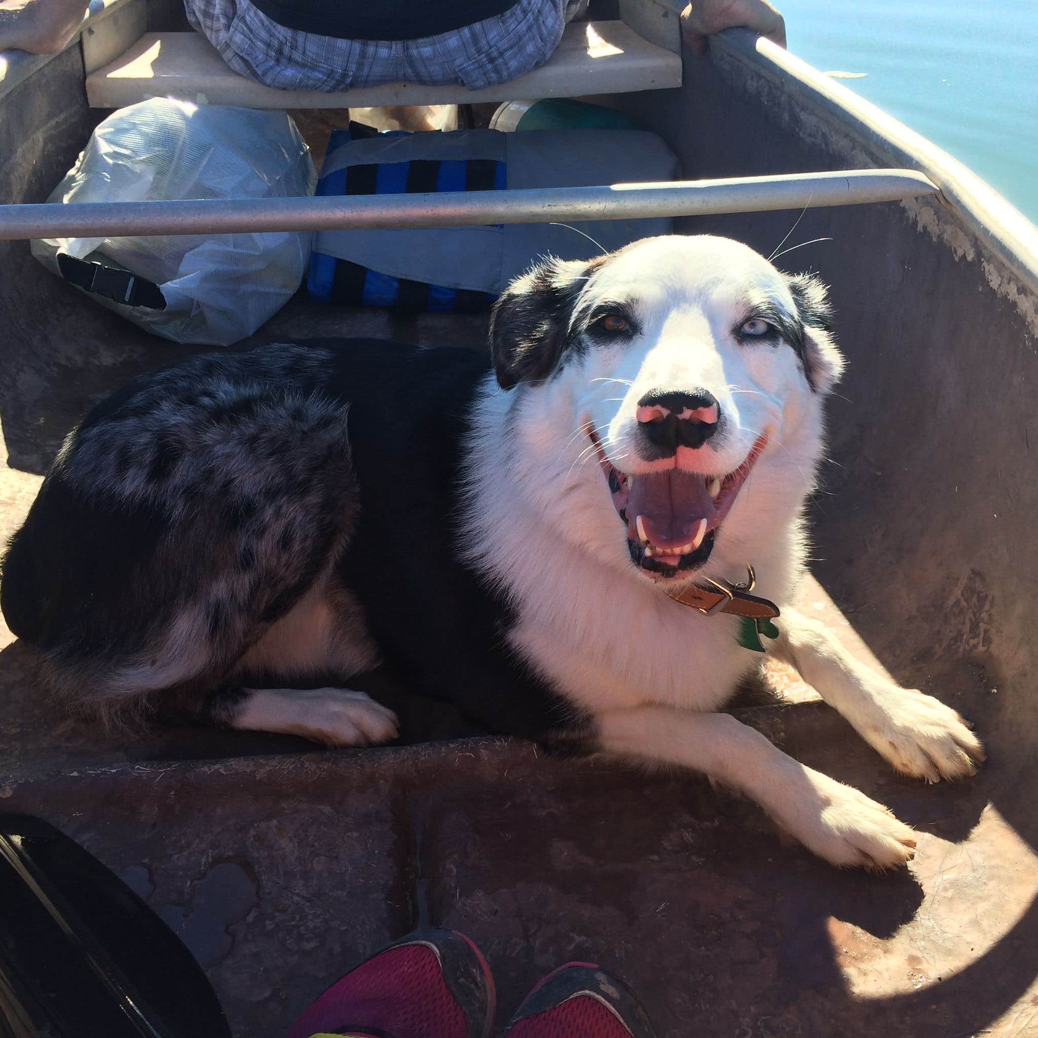 Kaysha R.'s photo of camping with pets at T.K. Jones Campground at Squaw Lake near Yuma, AZ