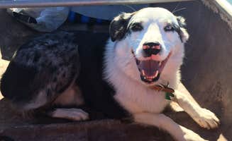 Kaysha R.'s photo of camping with pets at T.K. Jones Campground at Squaw Lake near Winterhaven, CA