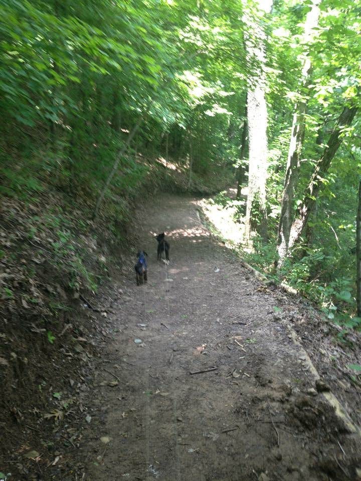 Camper submitted image from Bandy Creek Campground — Big South Fork National River and Recreation Area - 5